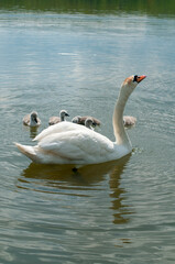 Fototapeta premium a white swan female with small swans swims in a pond