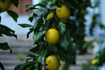 Fruits of cherry-plum on tree. Ripe gifts of nature. Fruits of yellow plum on tree branch in summer garden close-up. Ripe yellow berries of plum on branch with green leaves