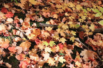 カナダのトロント郊外のハートレーク保護公園　Heart Lake Conservation Park