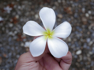 plumeria flower in the palm
