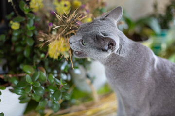 Russian blue kitten went out for a walk, is interested in flowers and wild plants. Fresh air in the village. Cat with short hair.