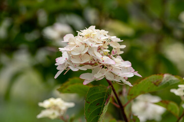 Inflorescences of white hydrangea in green foliage. Close up.