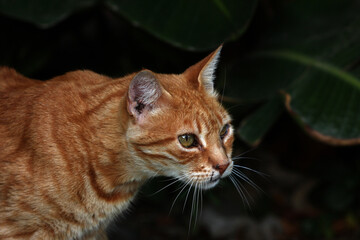 Portrait of a red street cat