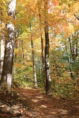 カナダのトロント郊外のハートレーク保護公園　Heart Lake Conservation Parkの紅葉