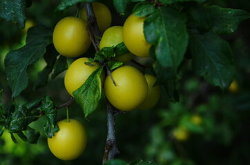 Fruits of cherry-plum on tree. Ripe gifts of nature. Fruits of yellow plum on tree branch in summer garden close-up. Ripe yellow berries of plum on branch with green leaves