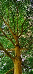 trees in the forest