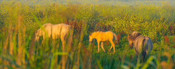 Horses in a bright field with colorful wild flowers at sunrise in a early summer morning with a blue sky, Almere, Flevoland, The Netherlands, August 6, 2020 © Naj