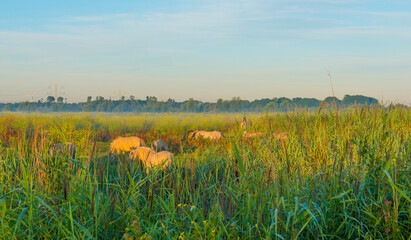 Horses in a bright field with colorful wild flowers at sunrise in a early summer morning with a blue sky, Almere, Flevoland, The Netherlands, August 6, 2020 © Naj