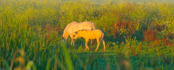 Horses in a bright field with colorful wild flowers at sunrise in a early summer morning with a blue sky, Almere, Flevoland, The Netherlands, August 6, 2020 © Naj