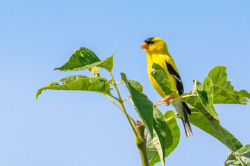 Yellow Goldfinch