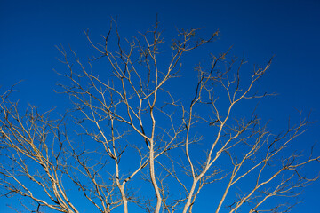 Tree branches over blue sky without clouds
