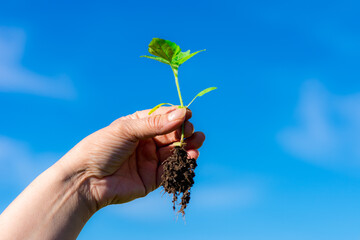 Weed is removing from field by hand pulling. Uprooted weed plant in farmer's hand on blured sky