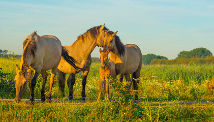 Horses in a bright field with colorful wild flowers at sunrise in a early summer morning with a blue sky, Almere, Flevoland, The Netherlands, August 6, 2020 © Naj