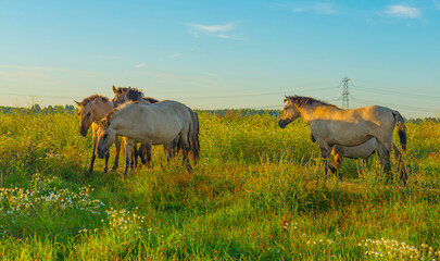 Horses in a bright field with colorful wild flowers at sunrise in a early summer morning with a blue sky, Almere, Flevoland, The Netherlands, August 6, 2020 © Naj