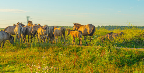 Horses in a bright field with colorful wild flowers at sunrise in a early summer morning with a blue sky, Almere, Flevoland, The Netherlands, August 6, 2020 © Naj
