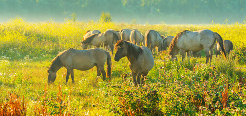 Horses in a bright field with colorful wild flowers at sunrise in a early summer morning with a blue sky, Almere, Flevoland, The Netherlands, August 6, 2020