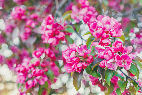 Pink Paradise Apple Blossom In Garden, Soft Focus