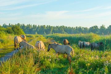 Horses in a bright field with colorful wild flowers at sunrise in a early summer morning with a blue sky, Almere, Flevoland, The Netherlands, August 6, 2020 © Naj