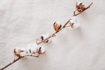 Cotton branch on white background. Dried  fluffy cotton flowers. Floral Background. space for text, selective focus 