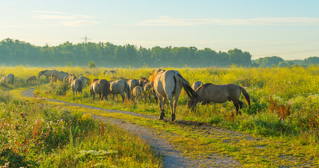 Horses in a bright field with colorful wild flowers at sunrise in a early summer morning with a blue sky, Almere, Flevoland, The Netherlands, August 6, 2020 © Naj