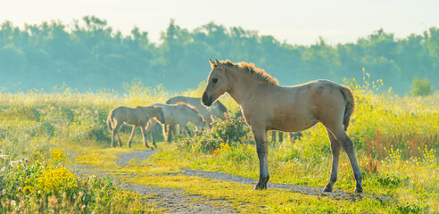 Horse in a bright field with colorful wild flowers at sunrise in an early summer morning with a blue sky, Almere, Flevoland, The Netherlands, August 6, 2020 © Naj