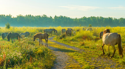 Horses in a bright field with colorful wild flowers at sunrise in a early summer morning with a blue sky, Almere, Flevoland, The Netherlands, August 6, 2020 © Naj