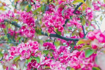 Naklejka na ściany i meble Pink paradise apple blossom in garden, soft focus