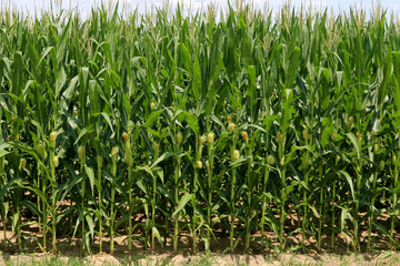 natural green tall corn crop line close-up view