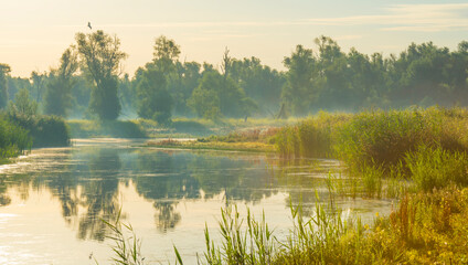 Fototapety  Brzeg mglistego jeziora o wschodzie słońca wczesnym jasnym letnim porankiem z błękitnym niebem w słońcu, Almere, Flevoland, Holandia, 6 sierpnia 2020 r.