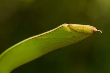 Macro of Nephentes Plants