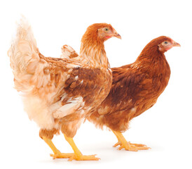 Two brown hen isolated.