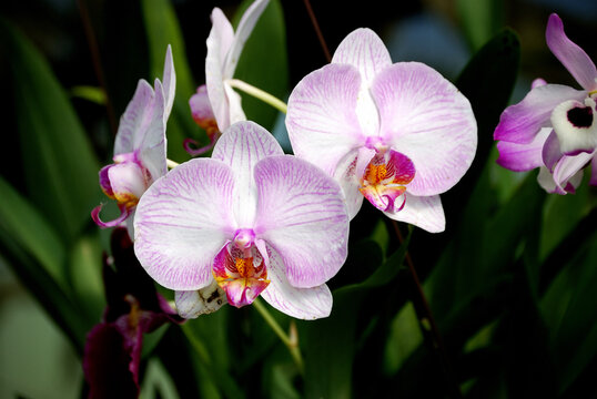 Phanelosia. Orqu&iacute;dea Venezolana