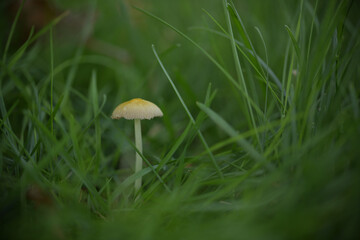 Ein kleiner Pilz im Gras