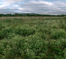 Fototapeta na wymiar Green field with small white flowers