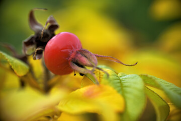 Obraz premium Eine Hagebutte im Herbst