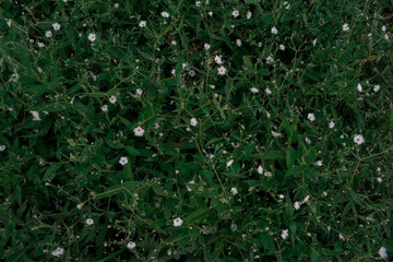 Background. Small white flowers among green leaves