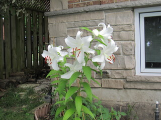 Casablanca lilies in the backyard in front of the window. They are oriental lilies with fragrant, pure white flowers.