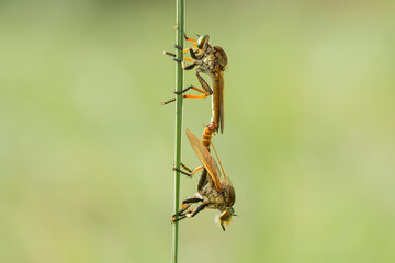Robber Fly Matting on Leaf of Grass