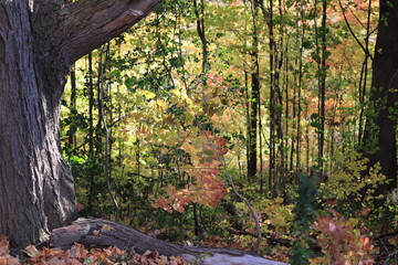カナダのトロント郊外のハートレーク保護公園　Heart Lake Conservation Park
