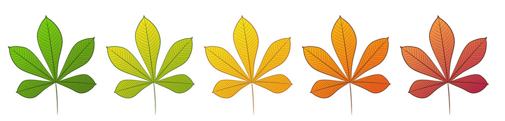 Obraz premium The chestnut leaf. A set of different colors. Isolated on a white background. Vector illustration