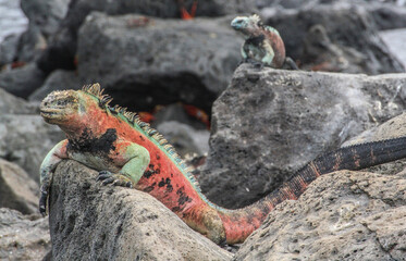 Galapagos wildlife: Multi colored beautiful Marine Iguana resting on volcanic rocks close to the shore at Galapagos Islands, Ecuador