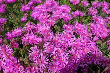 Carpobrotus ou griffe de sorcière 1