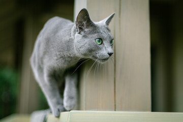 A Russian blue cat sits on the terrace and hunts for birds and flies. Insect lover. Observer....