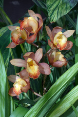 Close-up image of Boat orchid flowers