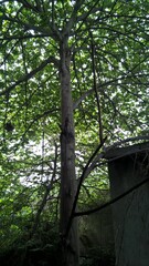 tree in the forest