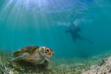 Fototapeta na wymiar Snorkeler Swimming with Green Sea Turtle in Okinawa, Japan