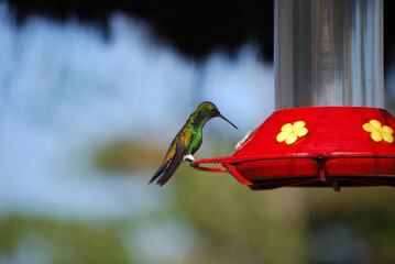 Hummingbird, Colibri © Don Perucho