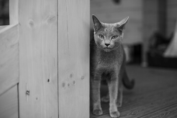 A Russian blue cat sits on the terrace and hunts for birds and flies. Insect lover. Observer....