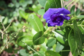 Pea flower purple blooming ivy hanging on tree closeup in the garden.