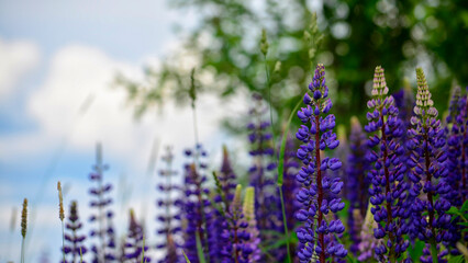 Lupines , bright wild flowers , green background